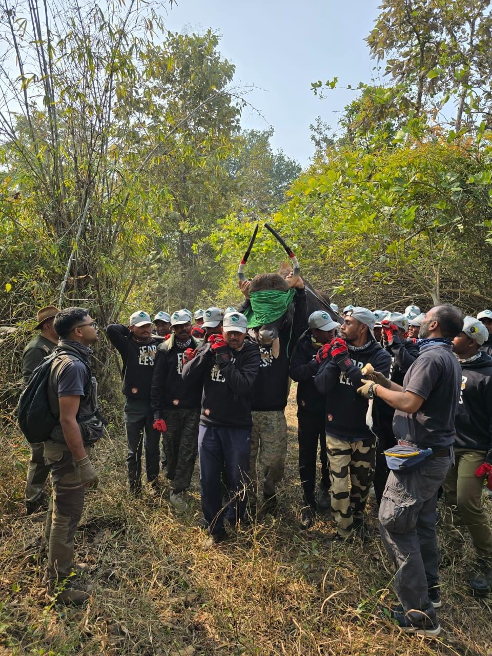 बांधवगढ़ में गौरों की वापसी का नया अध्याय, ट्रांसलोकेशन के दूसरे चरण की सफल शुरुआत
