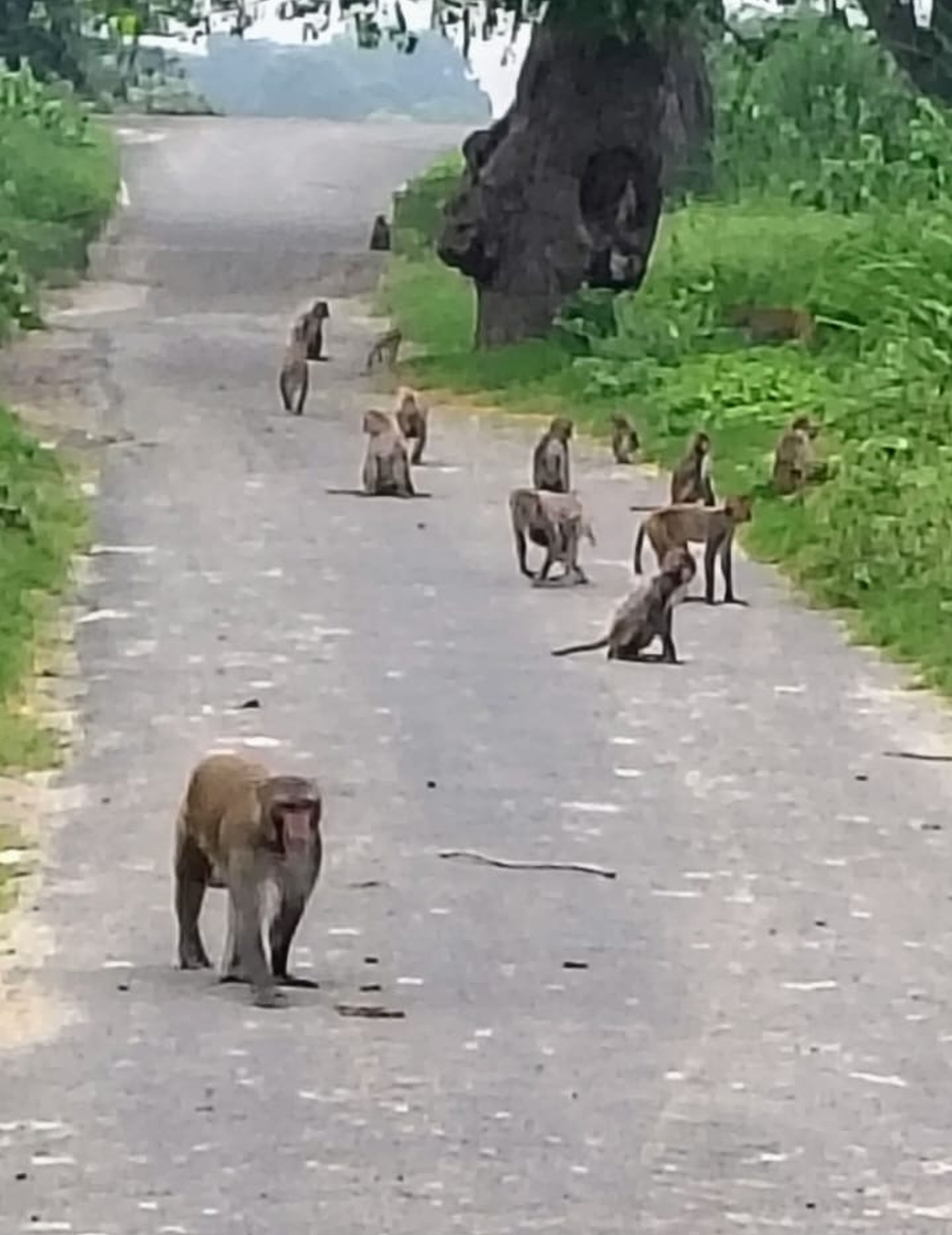 फोटो-01-सड़क पर बैठा बंदरों का झुंड। संवाद