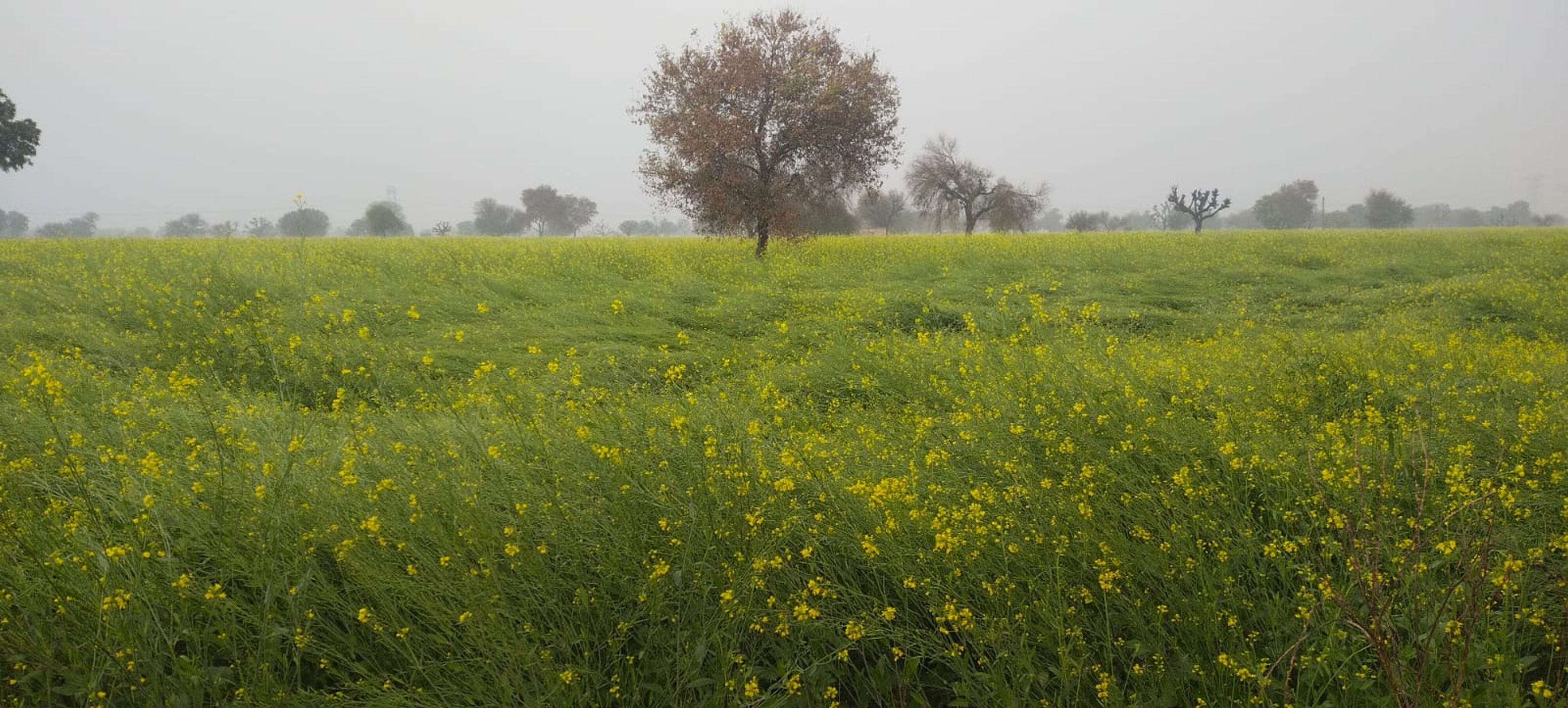 फोटो संख्या:60 गांव अगिहार में बारिश के बाद गेहूं की फसल। संवाद