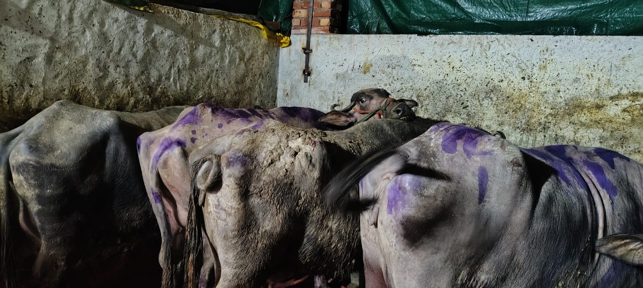 सरूरपुर। गांव जसड़ सुल्तान नगर में बारिश के चलते डेयरी की छत गिरने से मवेशी दबे। स्वयं सरूरपुर। गांव जसड़ सुल्तान नगर में बारिश के चलते डेयरी की छत गिरने से मवेशी दबे। स्वयं