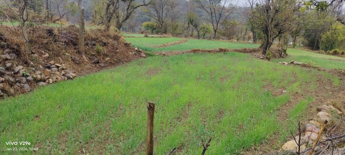 बड़सर में बिजली की तारें टूटी। स्रोत : बिजली बोर्ड बड़सर में बिजली की तारें टूटी। स्रोत : बिजली बोर्ड