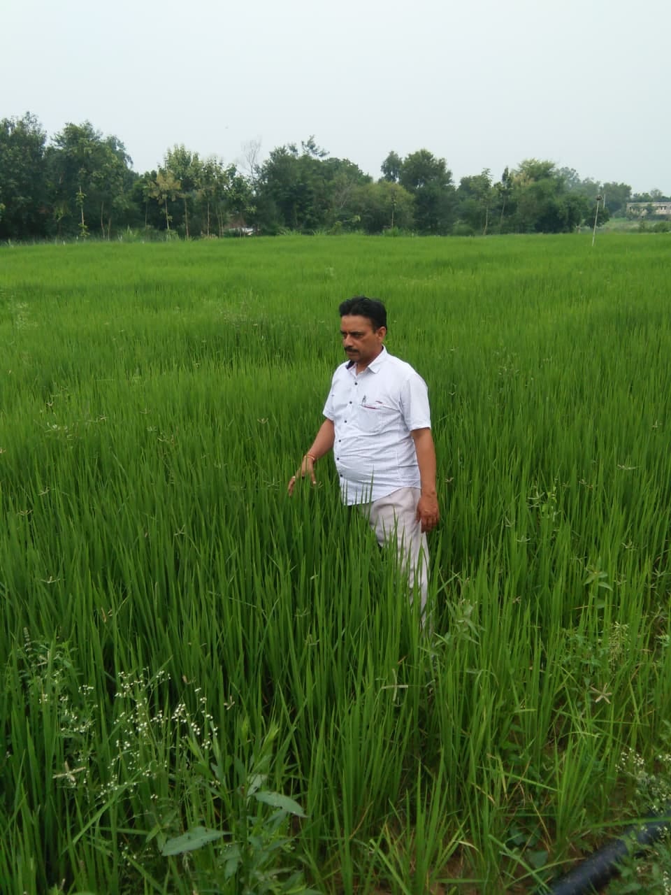 फोटो न-24 सीकेटीपी 11 गोशाला में मवेशी की देखभाल करते किसान योगेश जैन। संवाद