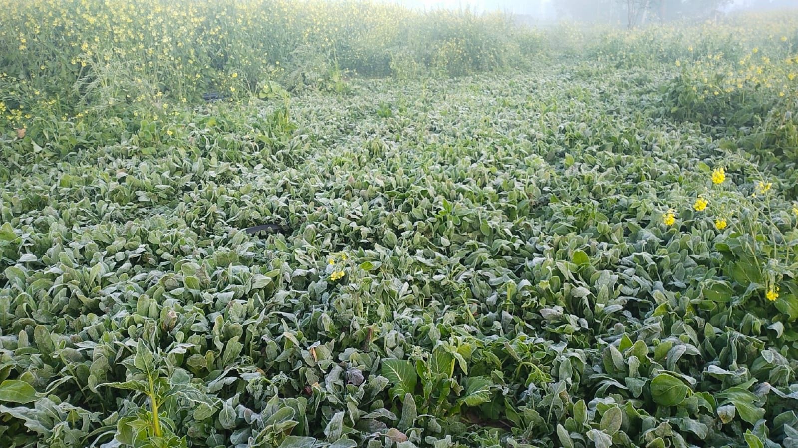 फाेटो संख्या:80- सुबह के गांव नांवां के खेतों के किनारे एकत्रित किए गए पशुचारे पर जमी पाले की फाेटो संख्या:80- सुबह के गांव नांवां के खेतों के किनारे एकत्रित किए गए पशुचारे पर जमी पाले की