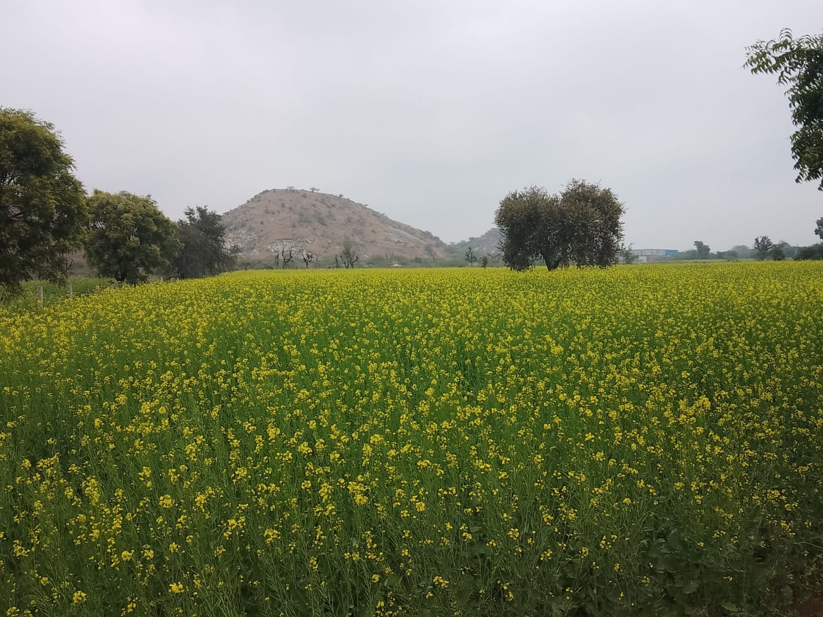 फाेटो संख्या:80- सुबह के गांव नांवां के खेतों के किनारे एकत्रित किए गए पशुचारे पर जमी पाले की फाेटो संख्या:80- सुबह के गांव नांवां के खेतों के किनारे एकत्रित किए गए पशुचारे पर जमी पाले की