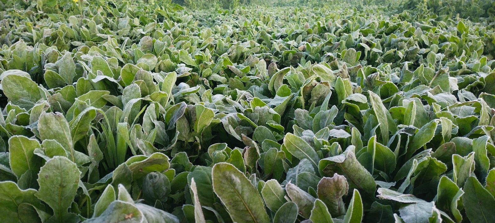 फाेटो संख्या:80- सुबह के गांव नांवां के खेतों के किनारे एकत्रित किए गए पशुचारे पर जमी पाले की फाेटो संख्या:80- सुबह के गांव नांवां के खेतों के किनारे एकत्रित किए गए पशुचारे पर जमी पाले की