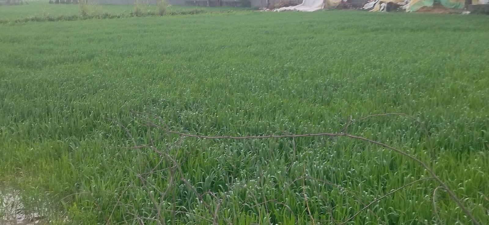 कुरुक्षेत्र। शाम को बारिश रूकने के दो घंटे बाद भी सेक्टर 17 की सड़कें इस तरह रही जलमग्न। संवाद