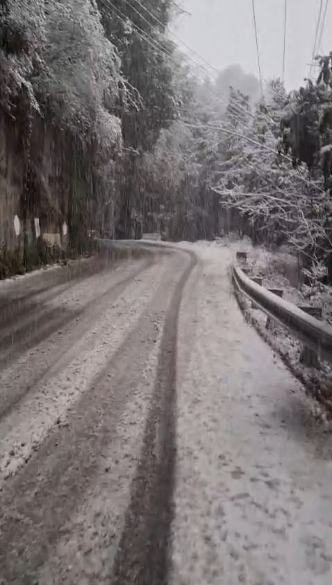 मुक्तेश्वर में बर्फबारी के बाद सेब के बगीचे बर्फ की चादरों से ढके हुए। संवाद