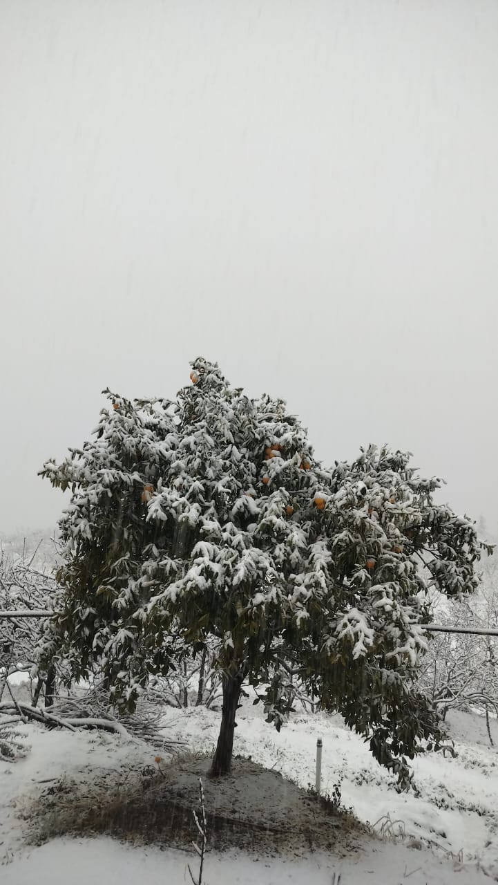 मुक्तेश्वर में बर्फबारी के बाद सेब के बगीचे बर्फ की चादरों से ढके हुए। संवाद