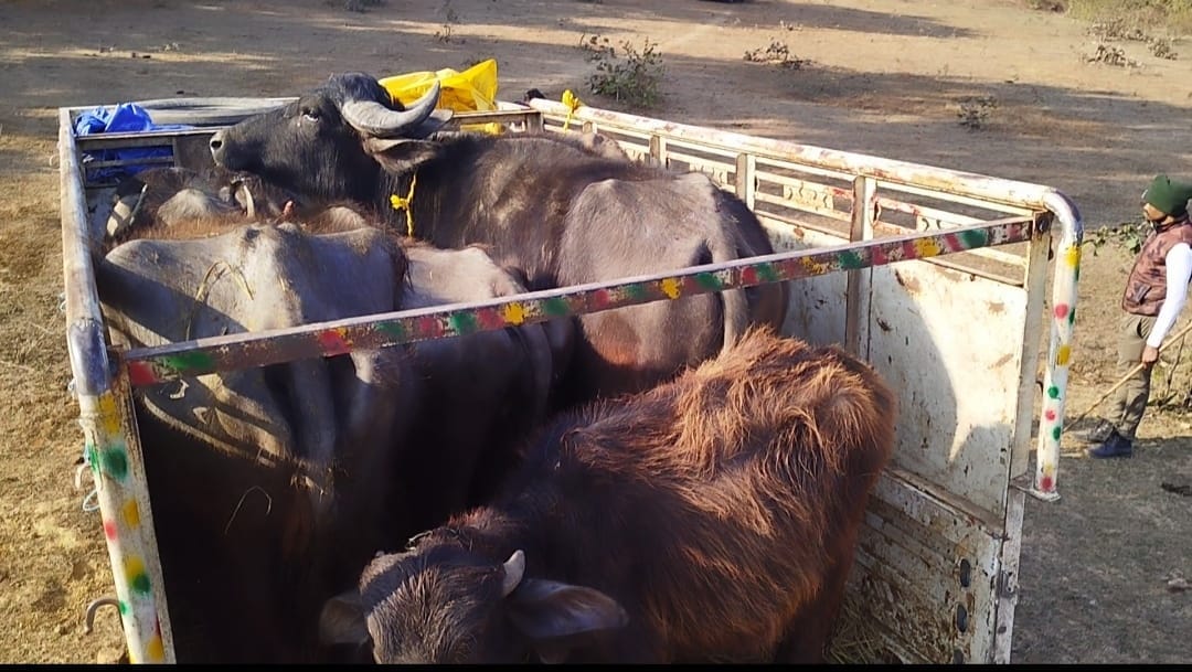 पिक अप वाहन और जब्त मवेशी