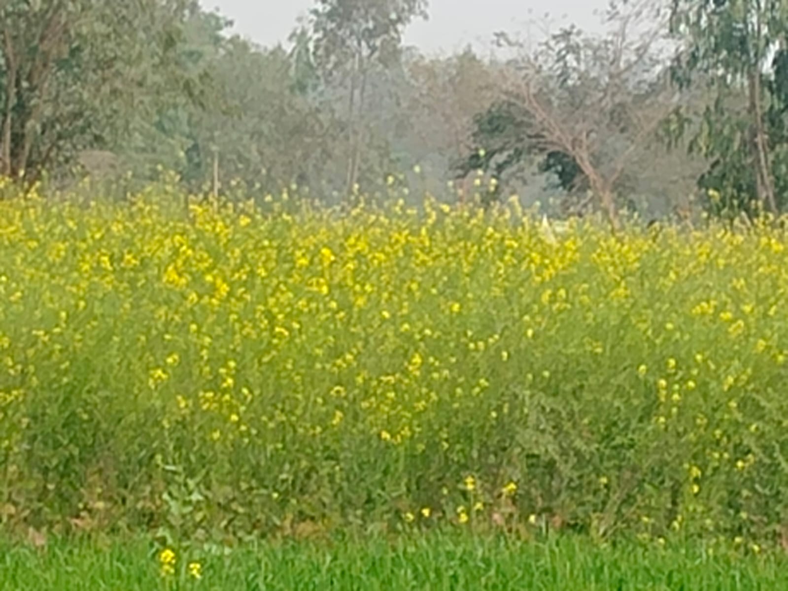 हल्की बरसात से किसानों के चेहरे खिले।