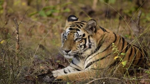 t17 लक्ष्मी का वीडियो वायरल