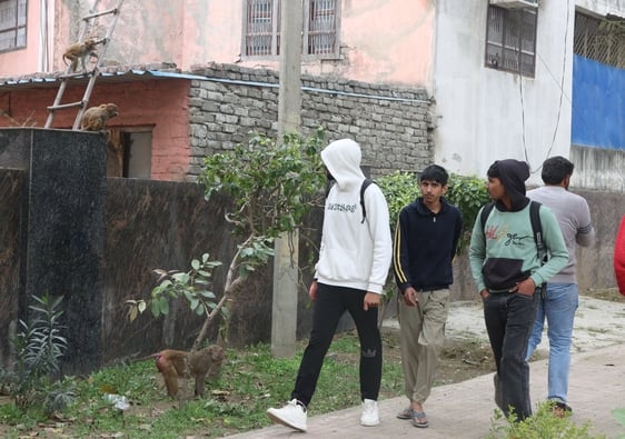 20...शहर में कैनाल रेस्ट हाउस चौक के निकट पार्क में बंदर। संवाद
