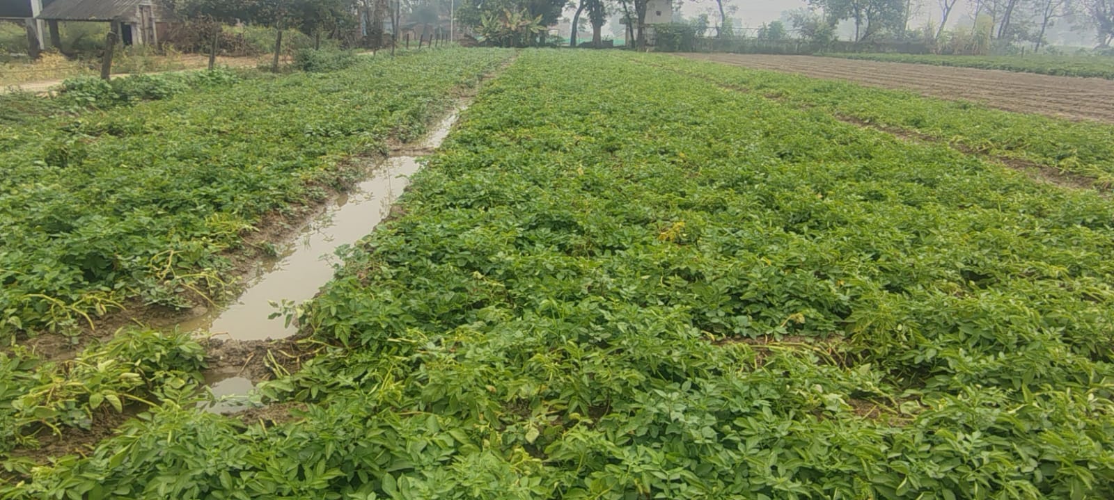 फोटो-38- खेत में गिरी पड़ी सरसों की फसल। संवाद