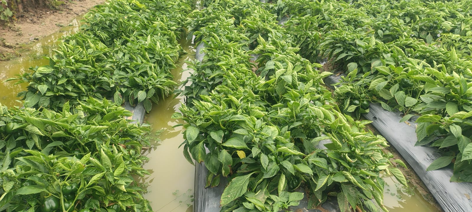 फोटो-38- खेत में गिरी पड़ी सरसों की फसल। संवाद