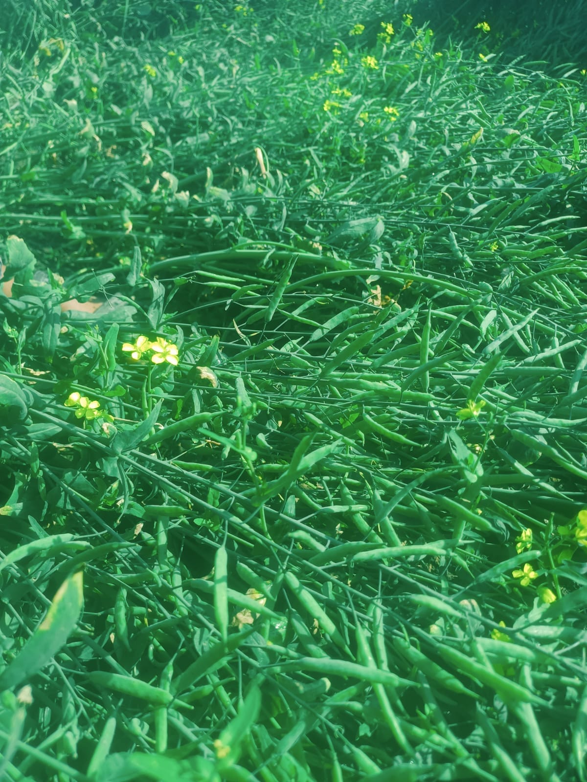 रमेश गंगवार रमेश गंगवार