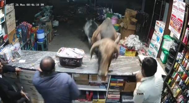सांड घुसा दुकान में दुकानदार के उड़े होश सांड घुसा दुकान में दुकानदार के उड़े होश