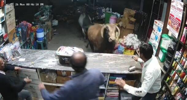 सांड घुसा दुकान में दुकानदार के उड़े होश सांड घुसा दुकान में दुकानदार के उड़े होश