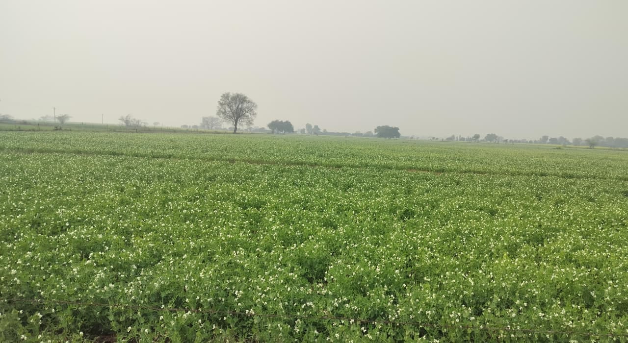 फोटो - 03 बारिश होने से खेत में लहलहाती गेहूं की फसल। संवाद फोटो - 03 बारिश होने से खेत में लहलहाती गेहूं की फसल। संवाद