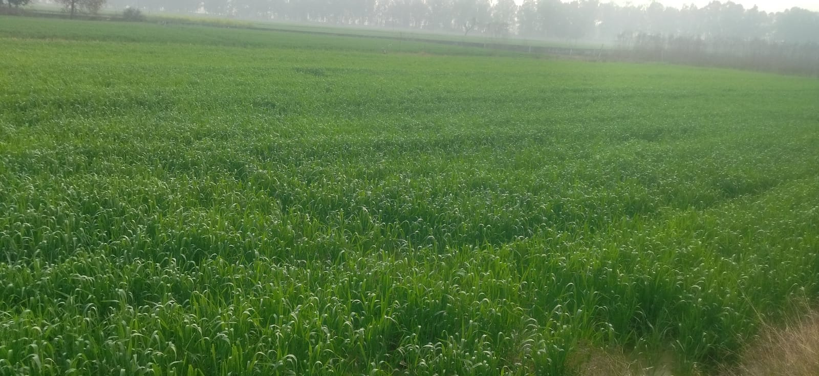 कुरुक्षेत। मंगलवार को हुई बारिश के बाद खेतों में लहलहाती गेहूं की फसल। संवाद कुरुक्षेत। मंगलवार को हुई बारिश के बाद खेतों में लहलहाती गेहूं की फसल। संवाद