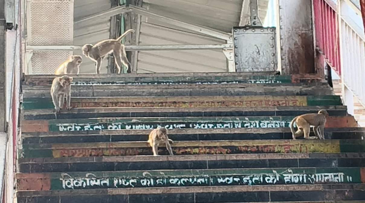 पीडीडीयू रेलवे स्टेशन पर टिकट काउंटर में घुसने का प्रयास करता बंदर। संवाद पीडीडीयू रेलवे स्टेशन पर टिकट काउंटर में घुसने का प्रयास करता बंदर। संवाद