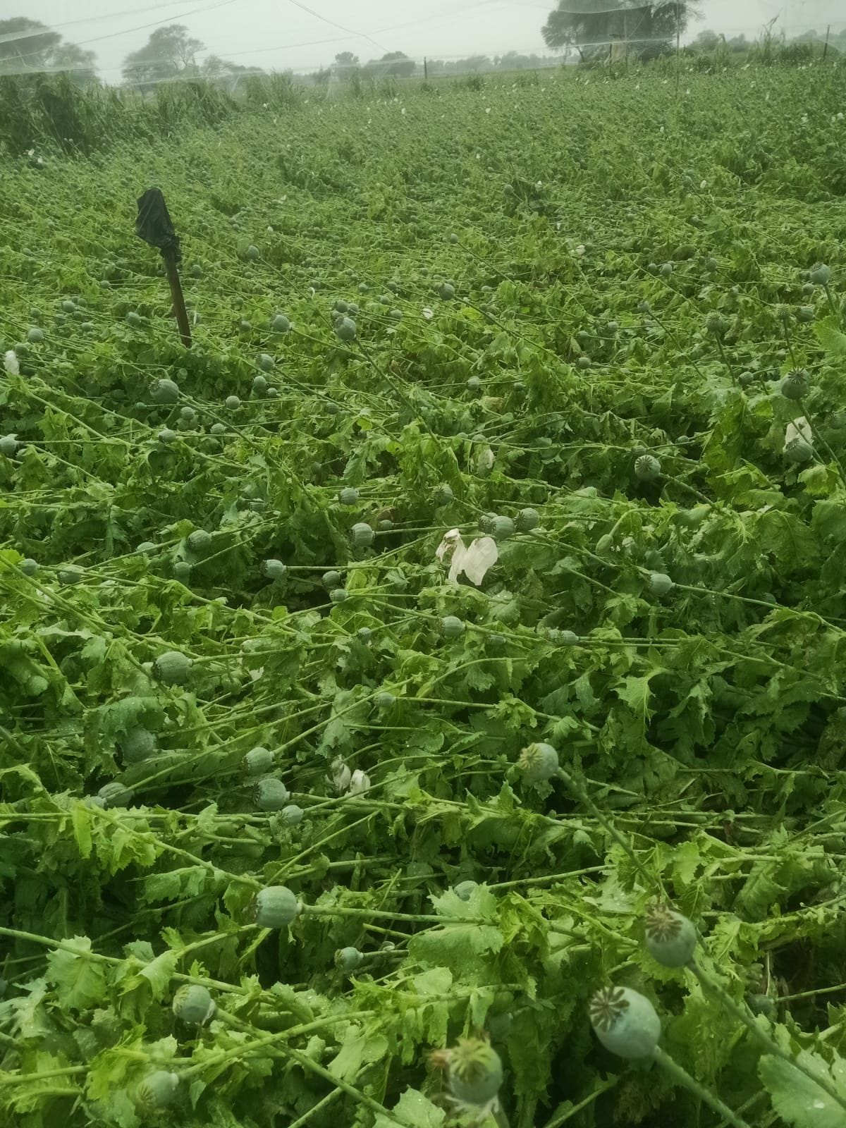 बारिश और ओला वर्षा एक साथ हुई बारिश और ओला वर्षा एक साथ हुई