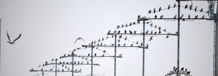 राजधानी में शनिवार सर्द रहा। सुबह घने कोहरे की चादर छाई रही। 