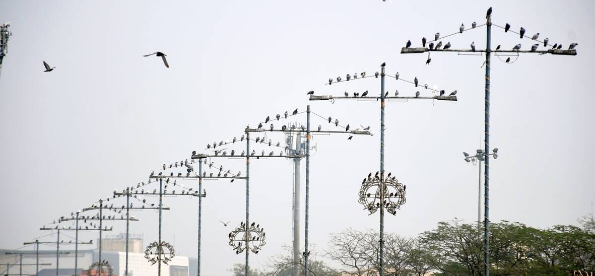 राजधानी में शनिवार सर्द रहा। सुबह घने कोहरे की चादर छाई रही। 