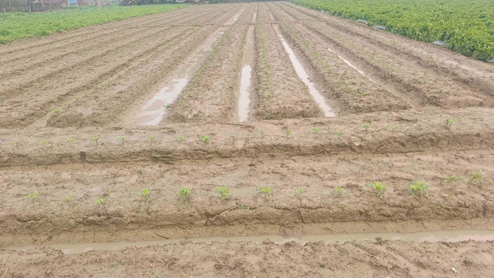 फोटो-21-पककर तैयार खड़ी सरसों हवा और बारिश से खेतों में बिछ गई। संवाद