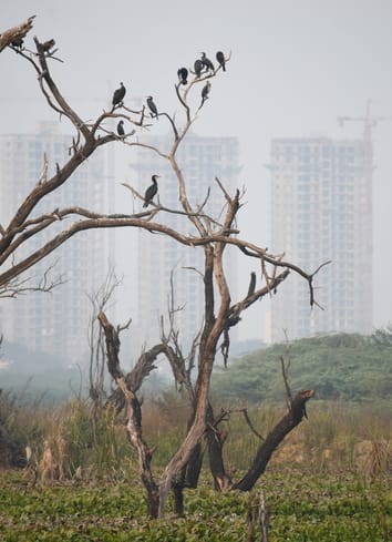 सीजी सिटी स्थित वेटलैंड में प्रवासियों का कलरव। सीजी सिटी स्थित वेटलैंड में प्रवासियों का कलरव।