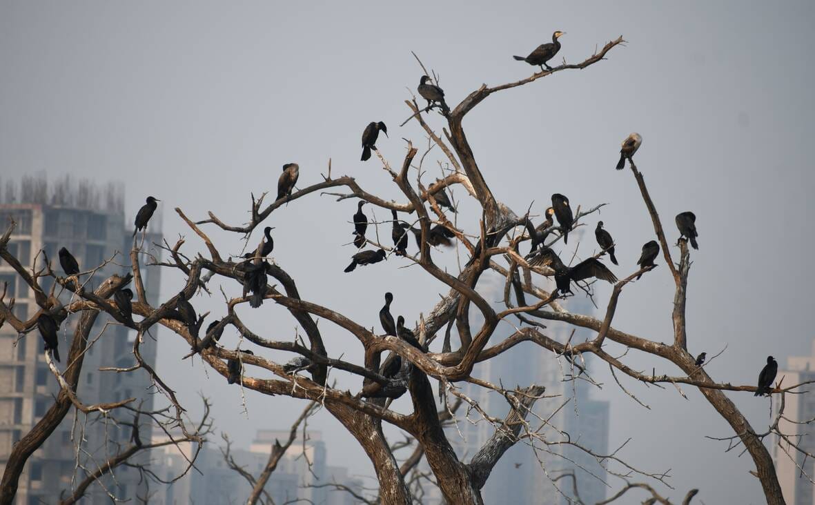 सीजी सिटी स्थित वेटलैंड में प्रवासियों का कलरव। सीजी सिटी स्थित वेटलैंड में प्रवासियों का कलरव।
