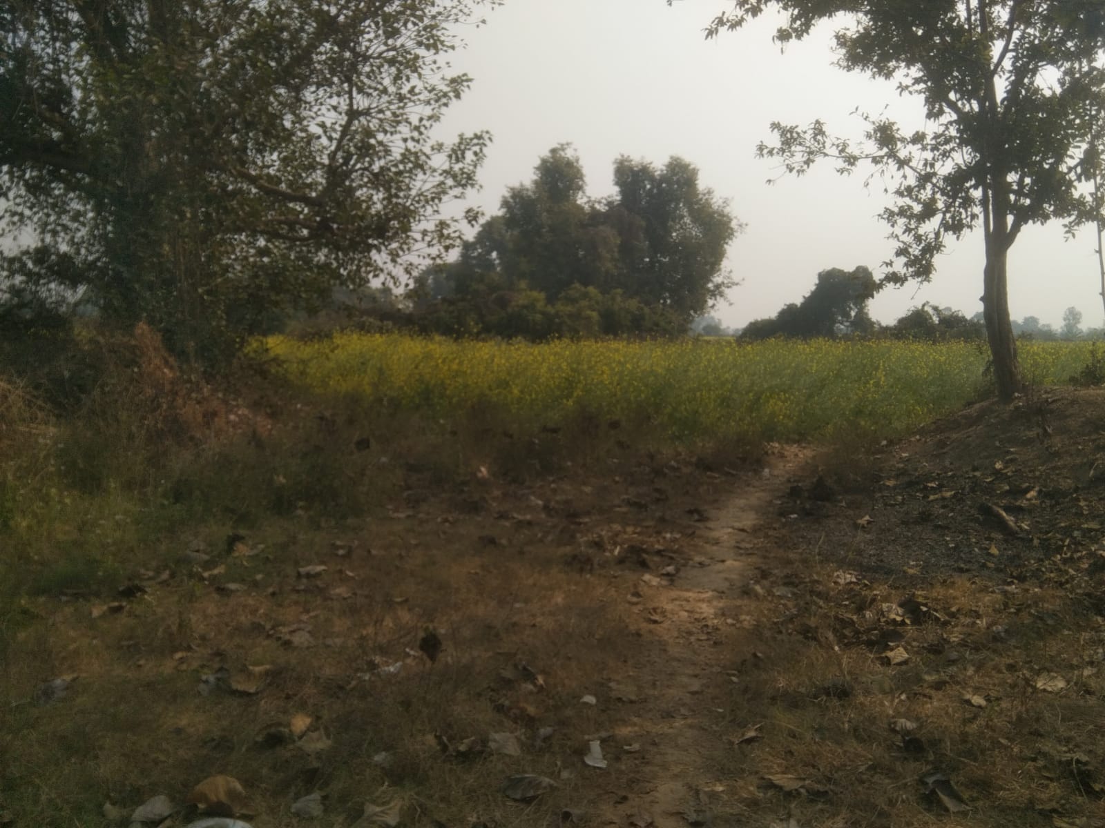 धर्मसिंहवा का बौद्ध टीला-संवाद