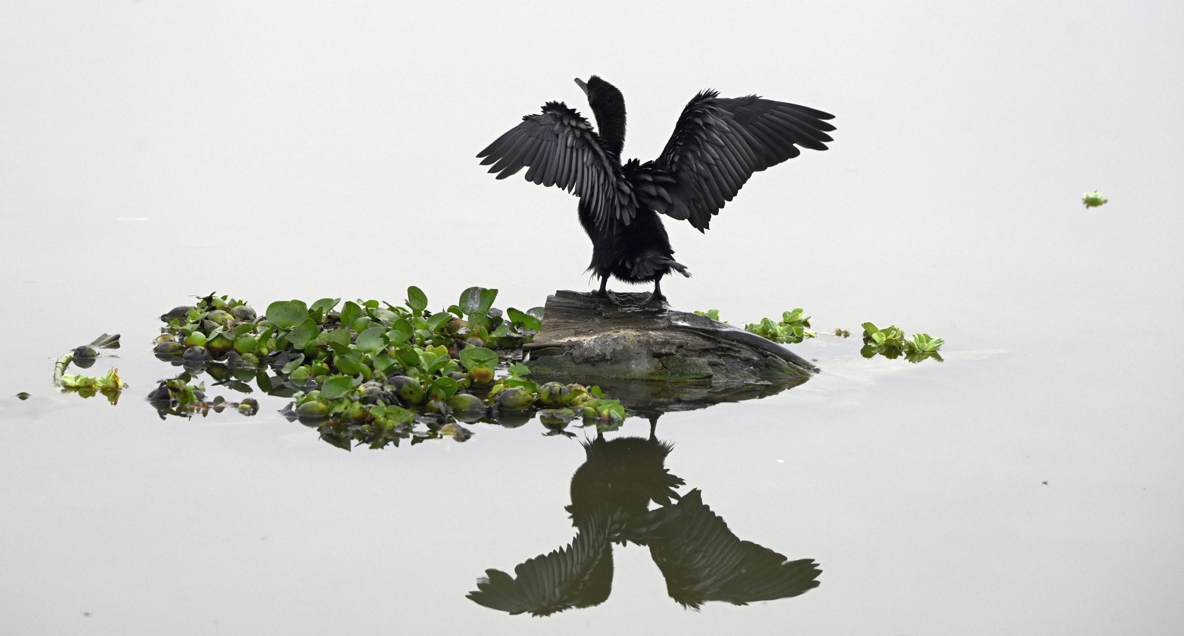 एलडीए के सीजी सिटी अर्बन वेटलैंड में मंगलवार को वेटलैंड डे के अवसर पर पर्यावरण संरक्षण पर विविध एलडीए के सीजी सिटी अर्बन वेटलैंड में मंगलवार को वेटलैंड डे के अवसर पर पर्यावरण संरक्षण पर विविध