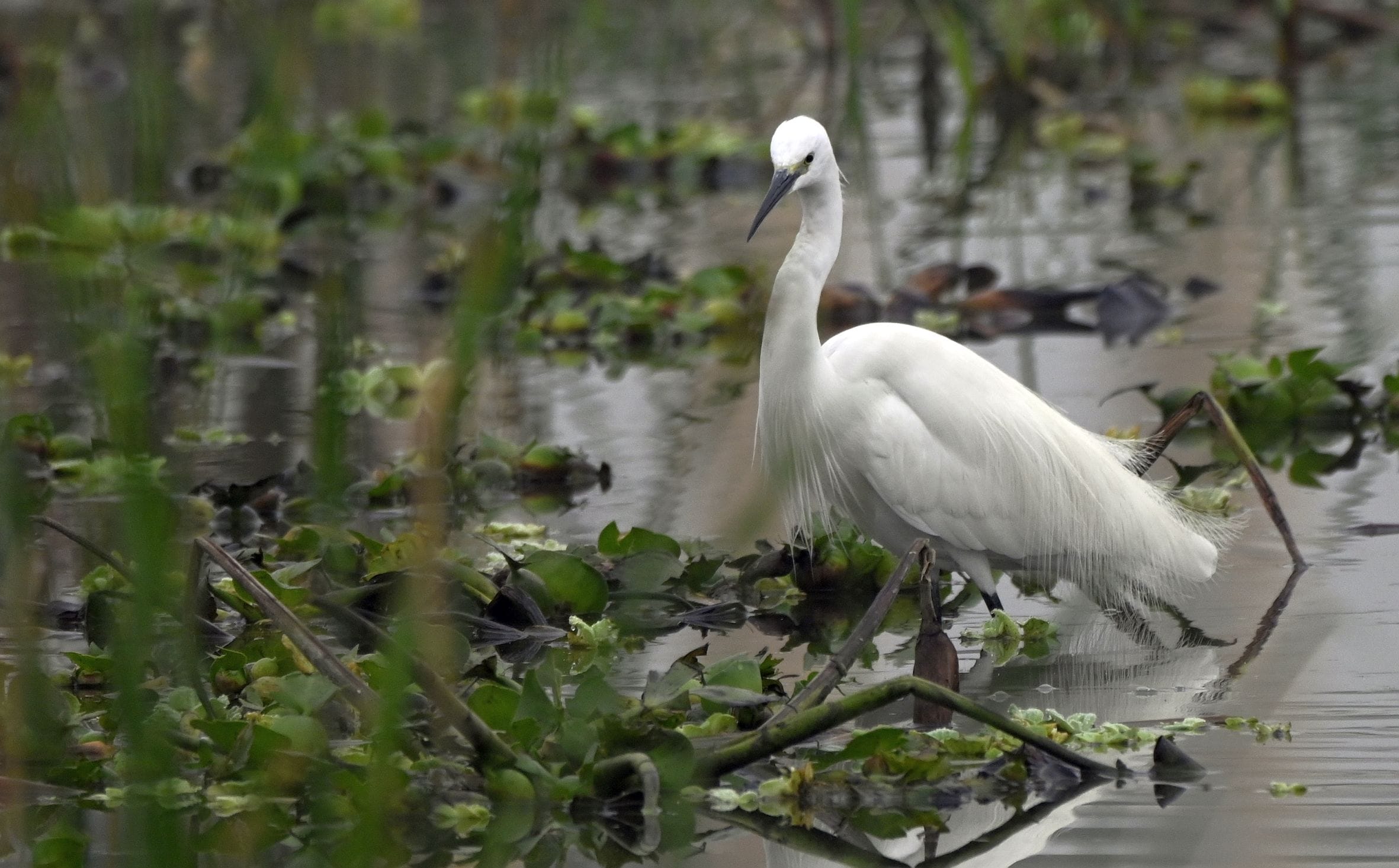 एलडीए के सीजी सिटी अर्बन वेटलैंड में मंगलवार को वेटलैंड डे के अवसर पर पर्यावरण संरक्षण पर विविध एलडीए के सीजी सिटी अर्बन वेटलैंड में मंगलवार को वेटलैंड डे के अवसर पर पर्यावरण संरक्षण पर विविध