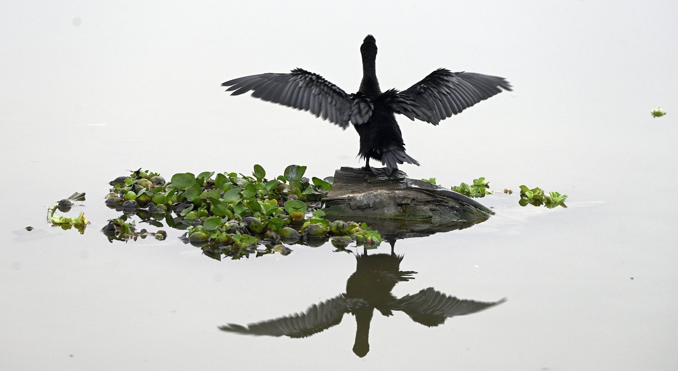 एलडीए के सीजी सिटी अर्बन वेटलैंड में मंगलवार को वेटलैंड डे के अवसर पर पर्यावरण संरक्षण पर विविध एलडीए के सीजी सिटी अर्बन वेटलैंड में मंगलवार को वेटलैंड डे के अवसर पर पर्यावरण संरक्षण पर विविध