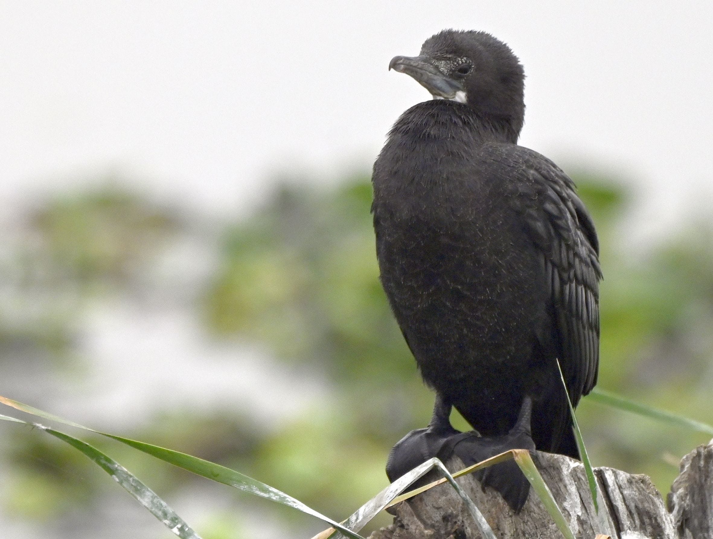 एलडीए के सीजी सिटी अर्बन वेटलैंड में मंगलवार को वेटलैंड डे के अवसर पर पर्यावरण संरक्षण पर विविध एलडीए के सीजी सिटी अर्बन वेटलैंड में मंगलवार को वेटलैंड डे के अवसर पर पर्यावरण संरक्षण पर विविध