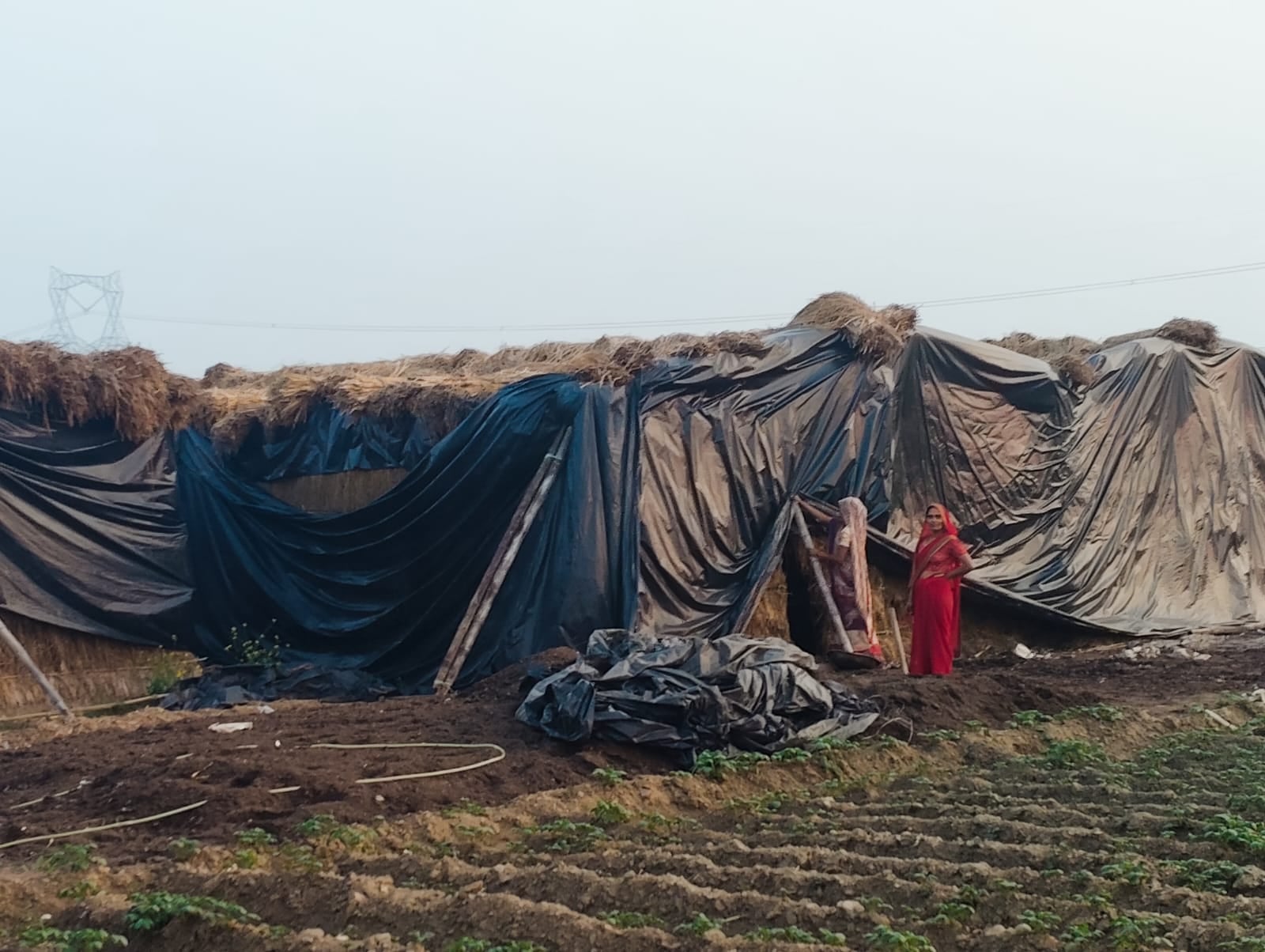 कडा ब्लांक के अफजलपुर सातों गांव में खेत में बोई गई मशरूम की फसल में काम करती समूह की महिलाएं स