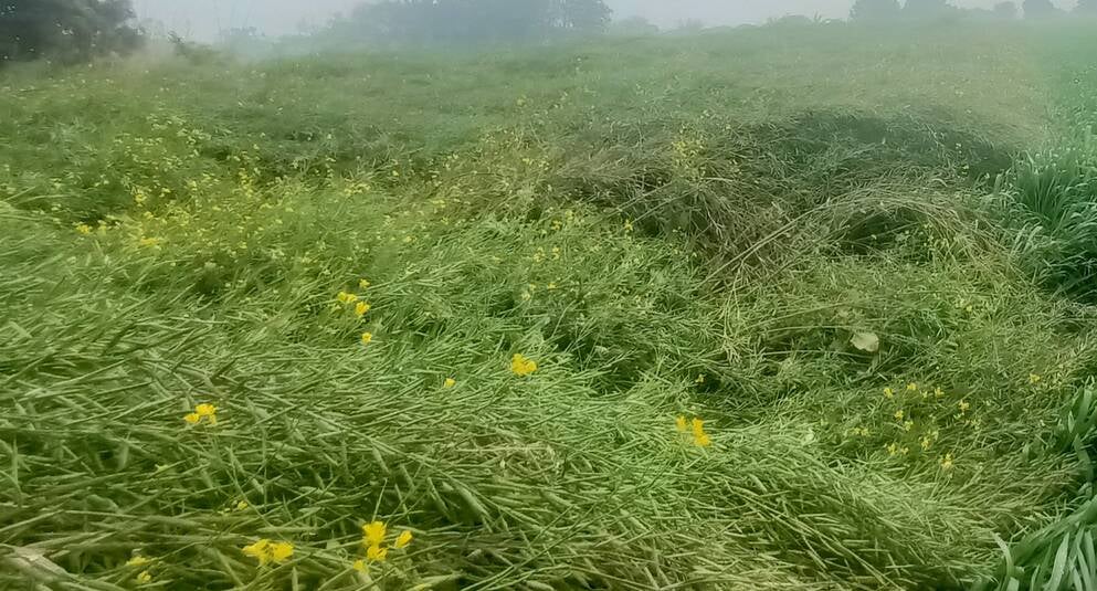 मंगलवार को सुबह आसमान में छाए रहे काले बादल।  संवाद