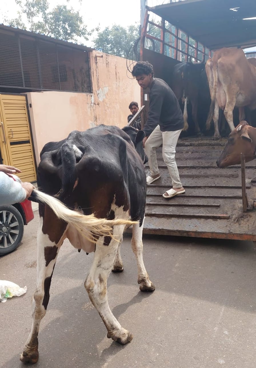 पीड़ित के घर के पास बैठीं गाएं और पकड़े नगर निगम कर्मी। 