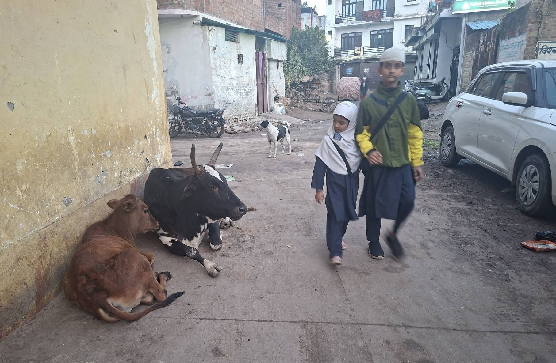 पीड़ित के घर के पास बैठीं गाएं और पकड़े नगर निगम कर्मी। 