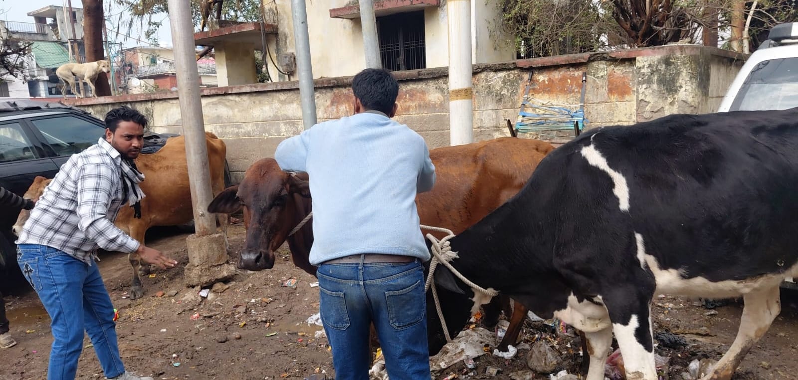 पीड़ित के घर के पास बैठीं गाएं और पकड़े नगर निगम कर्मी। 