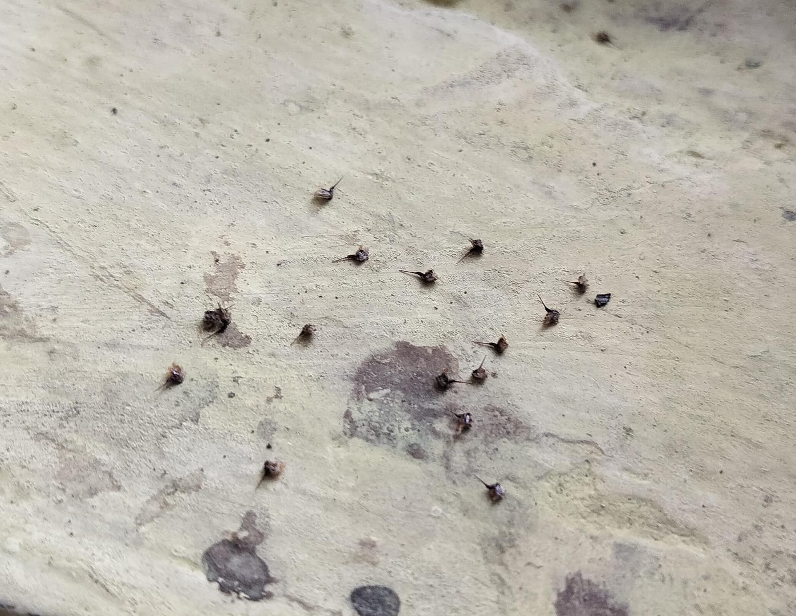 फोटो - 21 मृतक वीर सिंह की फाइल फोटो।