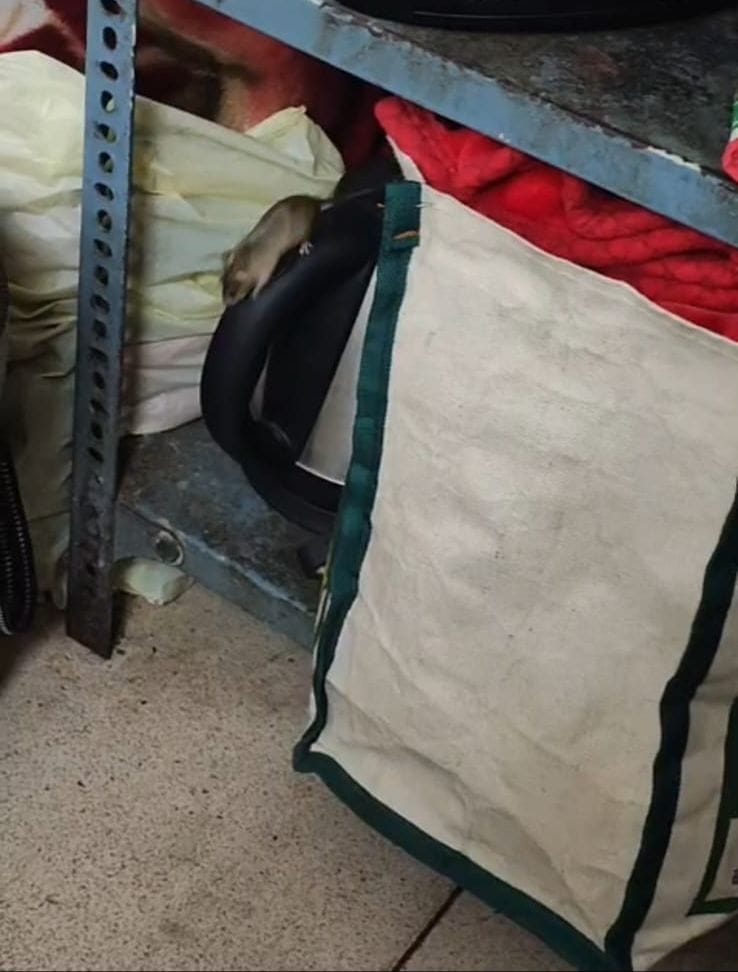 4-पीजीआई के वार्ड-14 में टेबल पर खाने-पीने के सामान के बीच घूमता कॉकरोच। संवाद 4-पीजीआई के वार्ड-14 में टेबल पर खाने-पीने के सामान के बीच घूमता कॉकरोच। संवाद