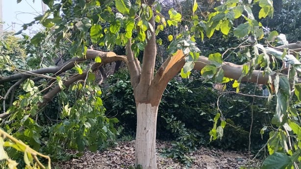 शहर की सोमा सीटी में जड़ों से काटे गए करीब  15 वर्ष पुराने हरे पेड़। संवाद