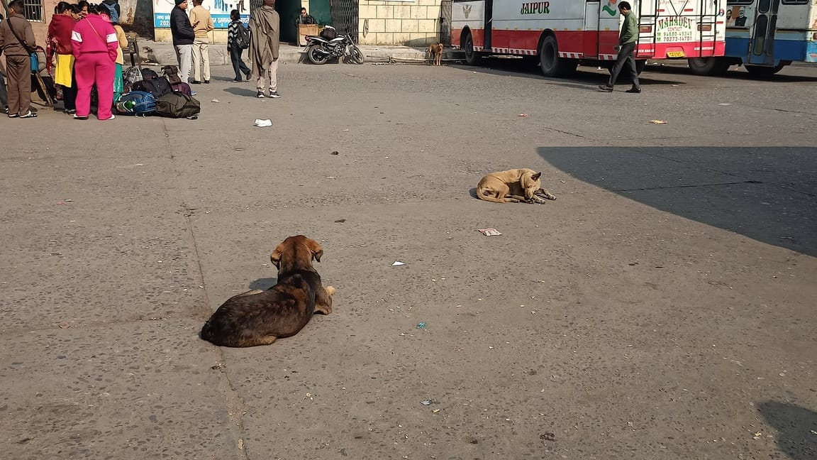 यमुनानगर बस स्टैंड परिसर में बैठा कुत्ता। संवाद यमुनानगर बस स्टैंड परिसर में बैठा कुत्ता। संवाद