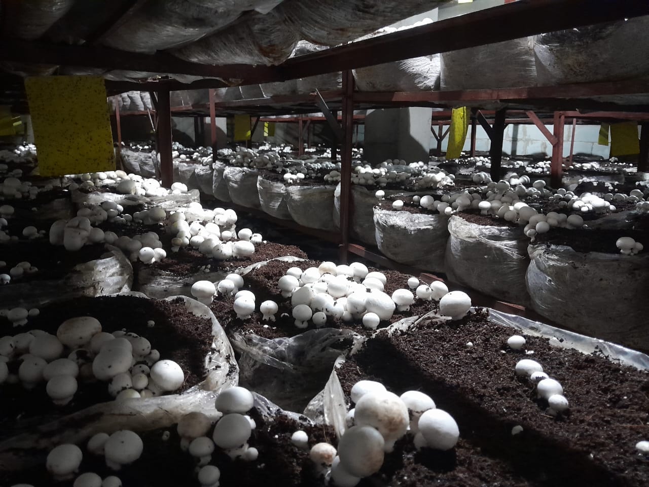 बसाल का युुवा किसान राहुल।