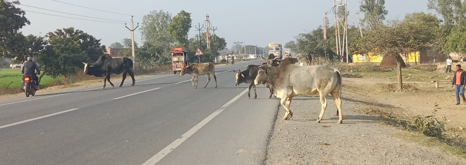 मिर्जापुर क्षेत्र में फर्रुखाबाद मुरादाबाद स्टेट हाईवे पर छुट्टा गोवंशीय पशु। संवाद मिर्जापुर क्षेत्र में फर्रुखाबाद मुरादाबाद स्टेट हाईवे पर छुट्टा गोवंशीय पशु। संवाद