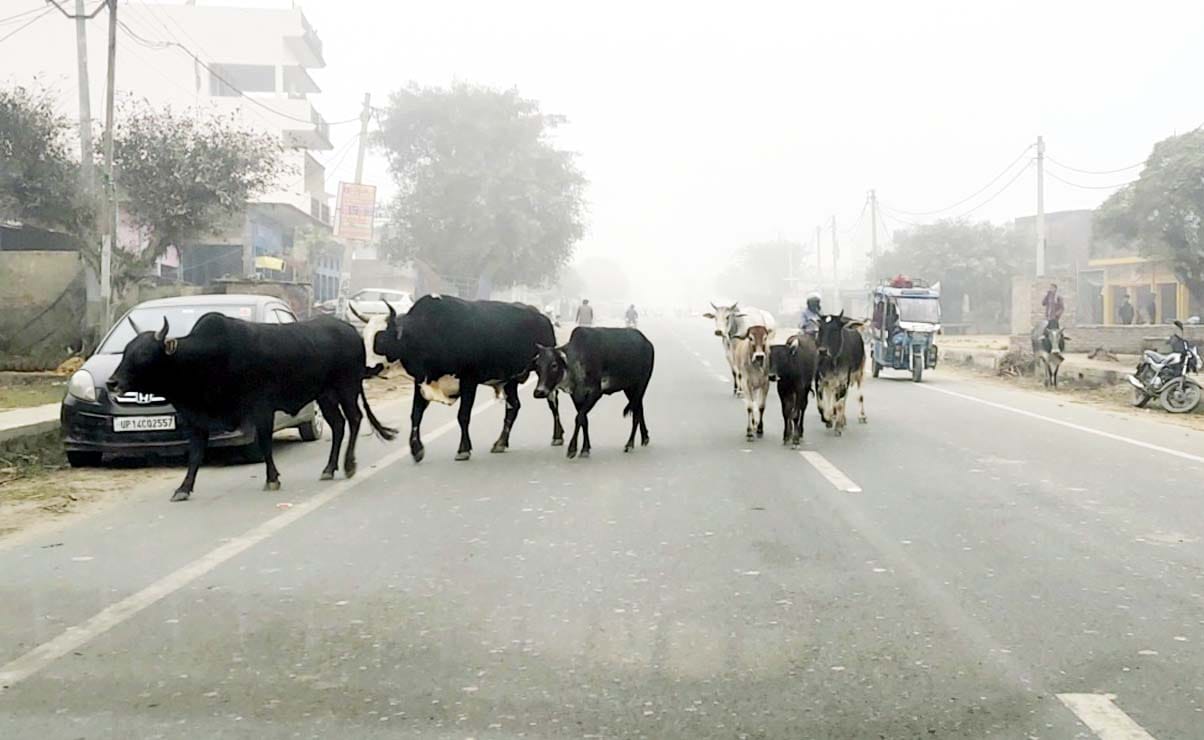 मिर्जापुर क्षेत्र में फर्रुखाबाद मुरादाबाद स्टेट हाईवे पर छुट्टा गोवंशीय पशु। संवाद मिर्जापुर क्षेत्र में फर्रुखाबाद मुरादाबाद स्टेट हाईवे पर छुट्टा गोवंशीय पशु। संवाद