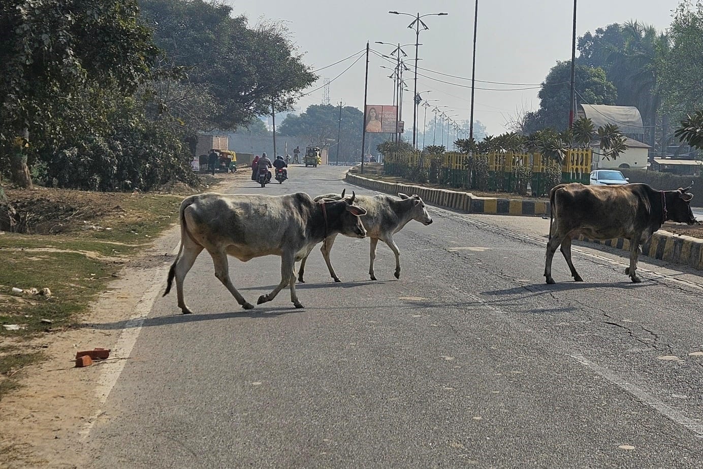 मिर्जापुर क्षेत्र में फर्रुखाबाद मुरादाबाद स्टेट हाईवे पर छुट्टा गोवंशीय पशु। संवाद मिर्जापुर क्षेत्र में फर्रुखाबाद मुरादाबाद स्टेट हाईवे पर छुट्टा गोवंशीय पशु। संवाद