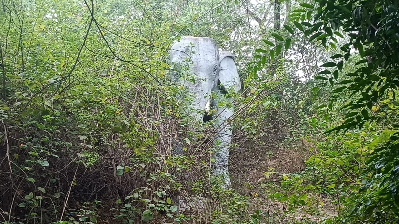 फाेटो 08 एचएएमपी 01- जीर्णशीर्ण हालत में सिटी फॉरेस्ट पार्क का गेट। संवाद