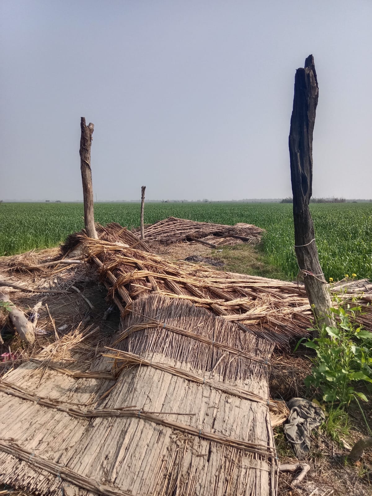 खेतों में हुए नुकसान को दिखाते किसान। स्रोत ग्रामीण